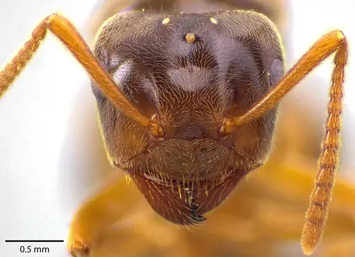 Lasius speculiventris specimen ANTWEB1041710 image antweb1041710_2