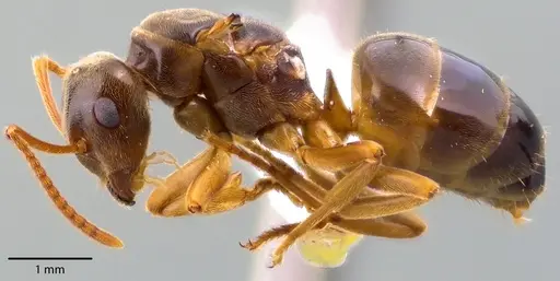 Lasius speculiventris specimen ANTWEB1041710 image antweb1041710_3