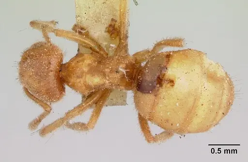 Lasius speculiventris specimen CASENT0103508 image casent0103508_1