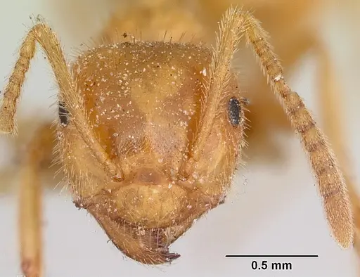 Lasius speculiventris specimen CASENT0103508 image casent0103508_2