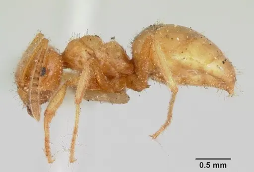 Lasius speculiventris specimen CASENT0103508 image casent0103508_3