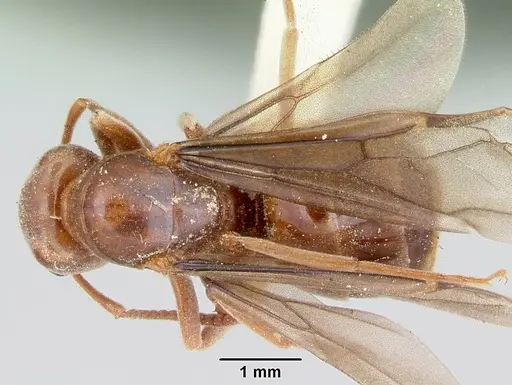 Lasius speculiventris specimen CASENT0103509 image casent0103509_1
