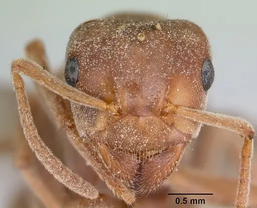 Lasius speculiventris specimen CASENT0103509 image casent0103509_2