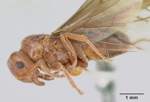 Lasius speculiventris specimen CASENT0103509 image casent0103509_3