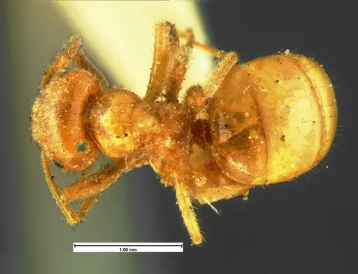 Lasius speculiventris specimen CASENT0105613 image casent0105613_1