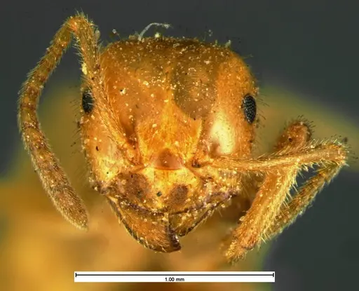 Lasius speculiventris specimen CASENT0105613 image casent0105613_2