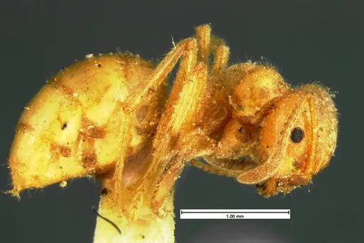 Lasius speculiventris specimen CASENT0105613 image casent0105613_3