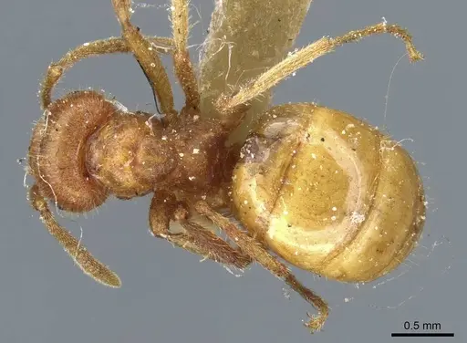 Lasius speculiventris specimen CASENT0905687 image casent0905687_1