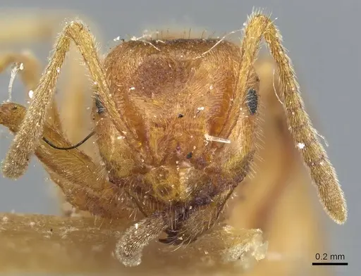 Lasius speculiventris specimen CASENT0905687 image casent0905687_2