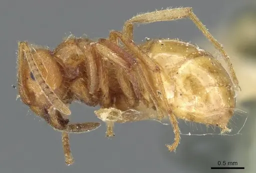 Lasius speculiventris specimen CASENT0905687 image casent0905687_3