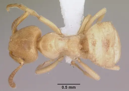 Lasius subglaber specimen CASENT0104878 image casent0104878_1