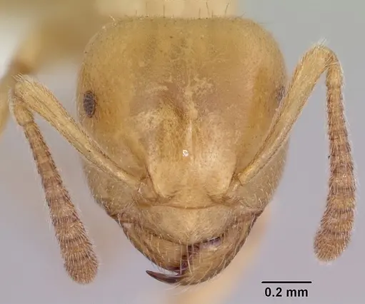 Lasius subglaber specimen CASENT0104878 image casent0104878_2