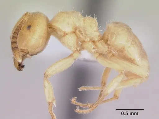 Lasius subglaber specimen CASENT0104878 image casent0104878_3
