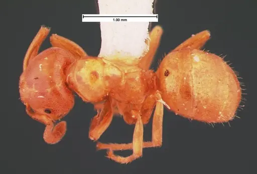 Lasius subglaber specimen CASENT0105546 image casent0105546_1