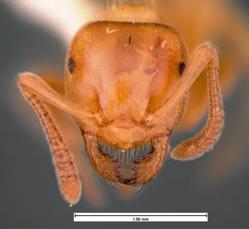 Lasius subglaber specimen CASENT0105546 image casent0105546_2