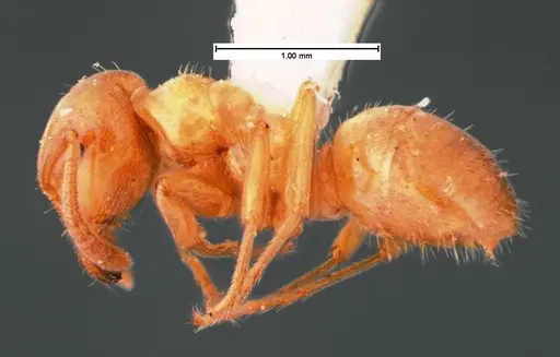 Lasius subglaber specimen CASENT0105546 image casent0105546_3