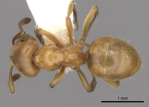 Lasius subglaber specimen CASENT0280438 image casent0280438_1