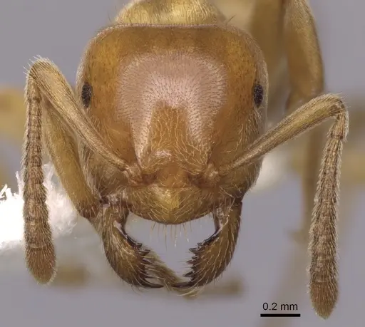 Lasius subglaber specimen CASENT0280438 image casent0280438_2