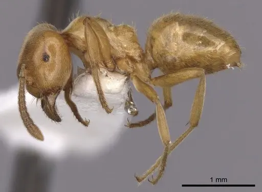 Lasius subglaber specimen CASENT0280438 image casent0280438_3