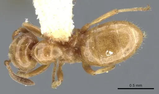 Lasius subglaber specimen CASENT0903201 image casent0903201_1