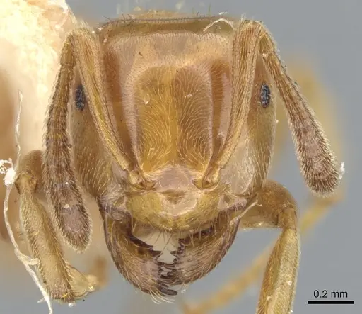 Lasius subglaber specimen CASENT0903201 image casent0903201_2
