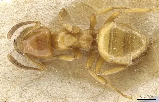 Lasius subglaber specimen CASENT0905688 image casent0905688_1