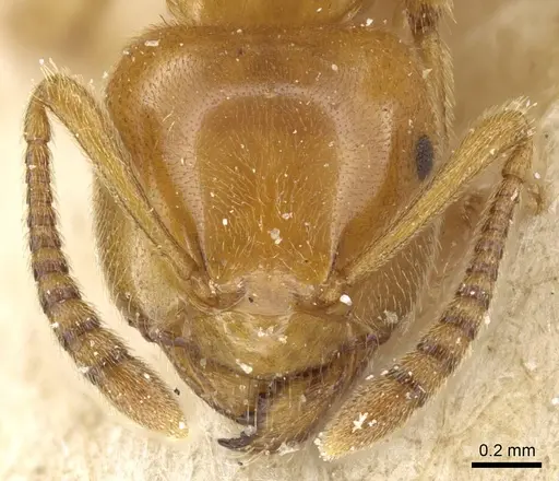 Lasius subglaber specimen CASENT0905688 image casent0905688_2