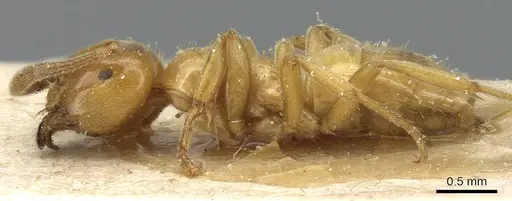 Lasius subglaber specimen CASENT0905688 image casent0905688_3
