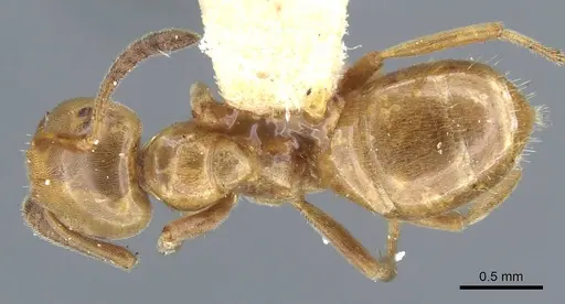 Lasius subglaber specimen CASENT0905689 image casent0905689_1