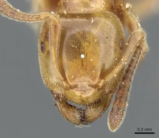 Lasius subglaber specimen CASENT0905689 image casent0905689_2