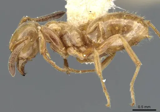 Lasius subglaber specimen CASENT0905689 image casent0905689_3