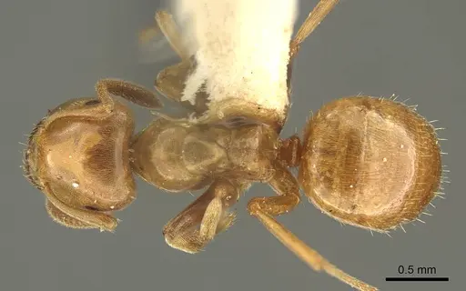 Lasius subglaber specimen CASENT0915706 image casent0915706_1