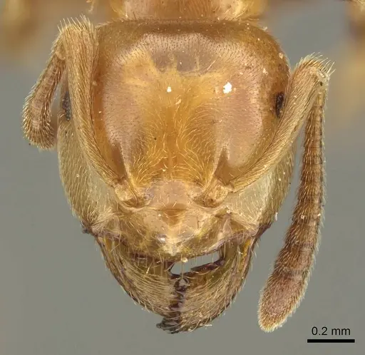 Lasius subglaber specimen CASENT0915706 image casent0915706_2