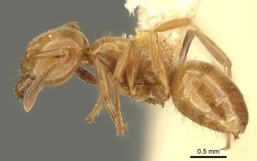 Lasius subglaber specimen CASENT0915706 image casent0915706_3