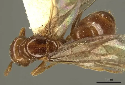 Lasius subglaber specimen CASENT0915707 image casent0915707_1