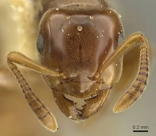 Lasius subglaber specimen CASENT0915707 image casent0915707_2