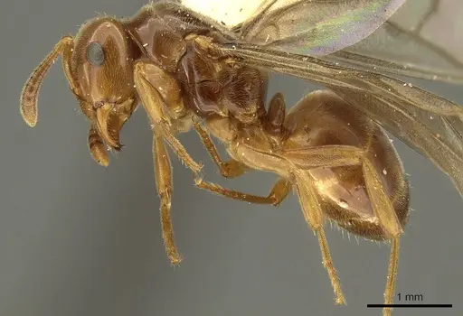 Lasius subglaber specimen CASENT0915707 image casent0915707_3