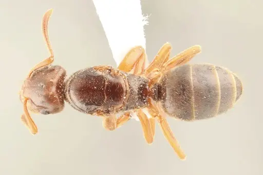 Lasius subglaber specimen WRME536099 image wrme536099_1