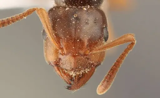 Lasius subglaber specimen WRME536099 image wrme536099_2