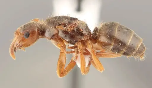 Lasius subglaber specimen WRME536099 image wrme536099_3