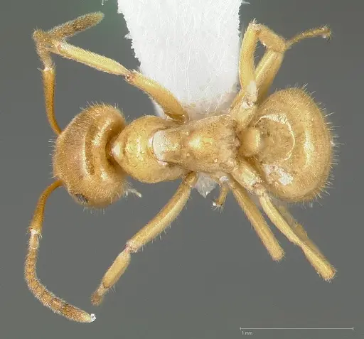 Lasius subumbratus specimen CASENT0005408 image casent0005408_1