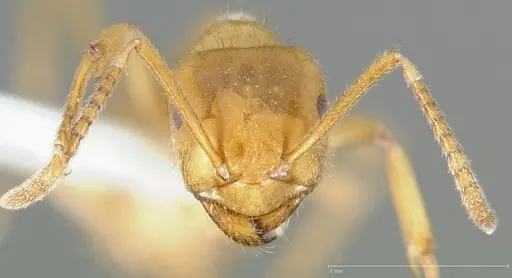 Lasius subumbratus specimen CASENT0005408 image casent0005408_2