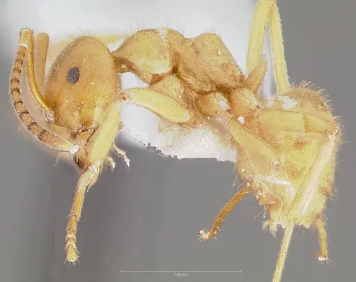 Lasius subumbratus specimen CASENT0005408 image casent0005408_3
