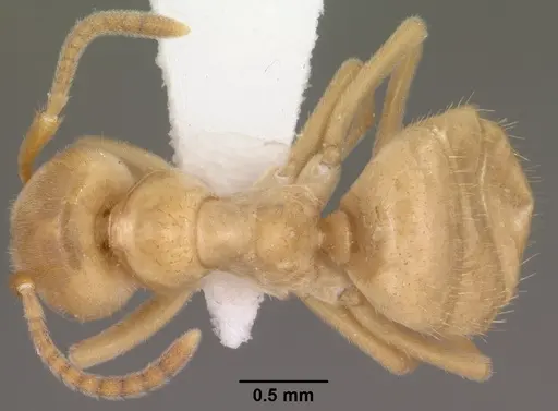 Lasius subumbratus specimen CASENT0102807 image casent0102807_1