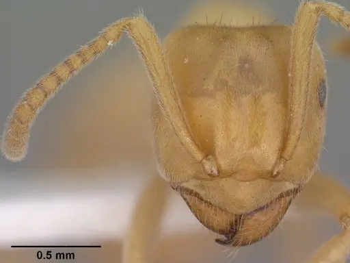 Lasius subumbratus specimen CASENT0102807 image casent0102807_2