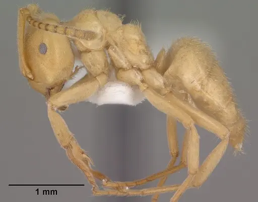 Lasius subumbratus specimen CASENT0102807 image casent0102807_3