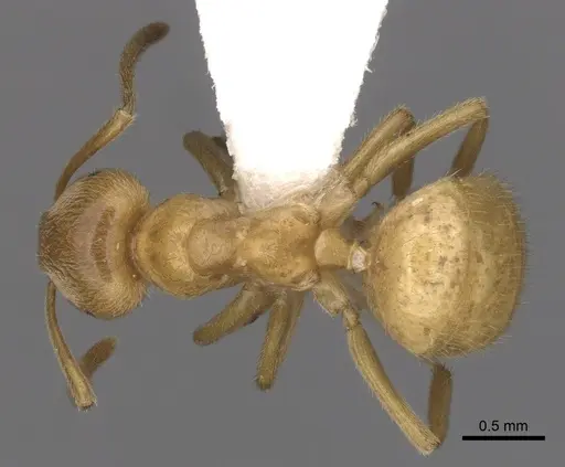 Lasius subumbratus specimen CASENT0280467 image casent0280467_1