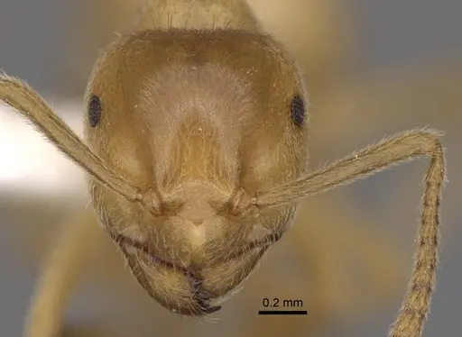 Lasius subumbratus specimen CASENT0280467 image casent0280467_2