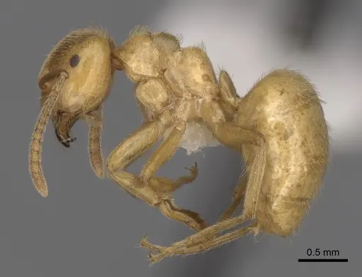 Lasius subumbratus specimen CASENT0280467 image casent0280467_3