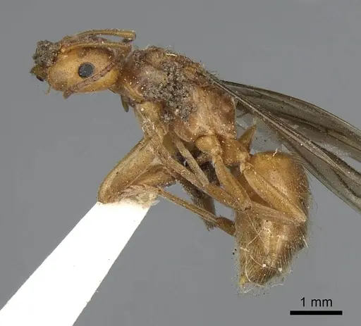 Lasius subumbratus specimen CASENT0923064 image casent0923064_3